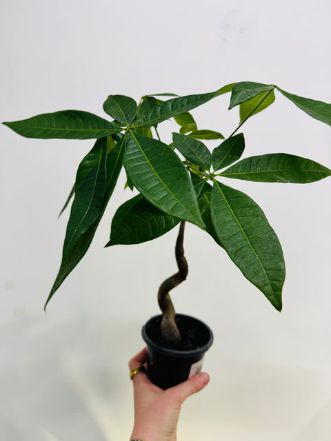 Pachira Money Tree