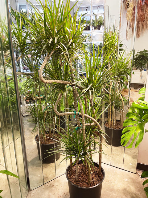 Dracaena Marginata Candelabra