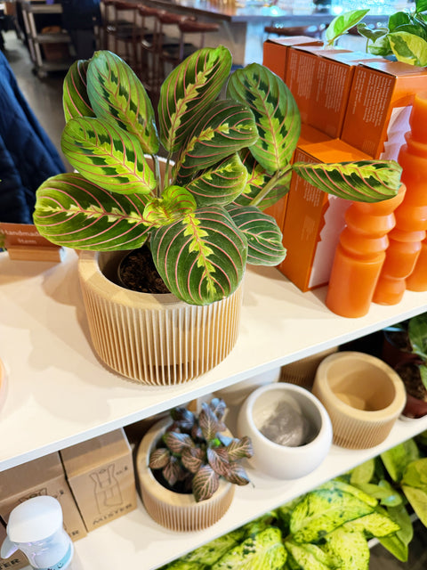 Maranta Red