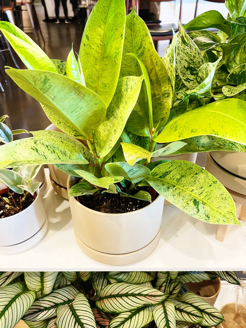 Ficus Elastica Shivereana Moonshine