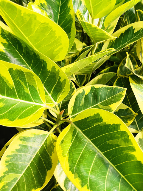 Ficus Altissima