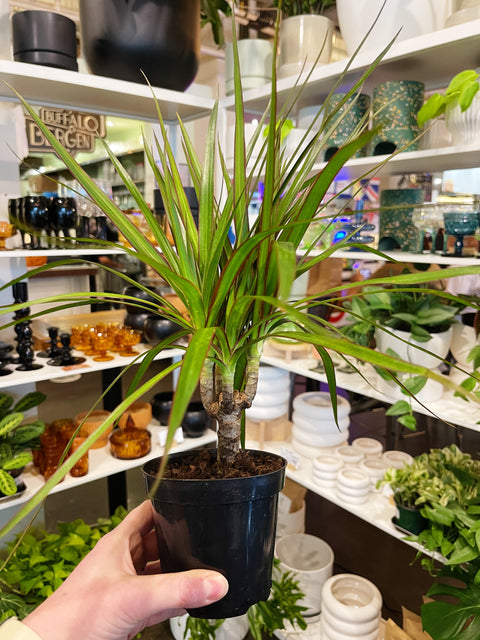 Dracaena Marginata Cane