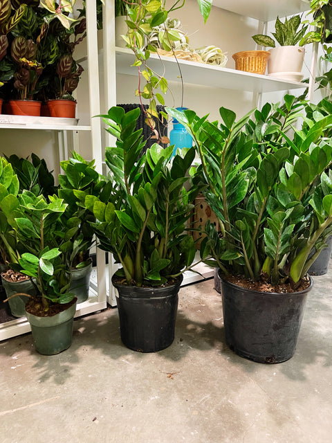 ZZ Plant