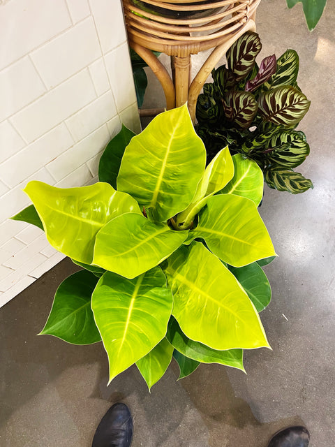 Philodendron Moonlight