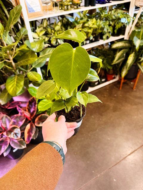 Monstera Deliciosa