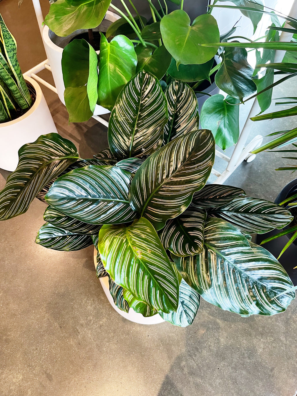 Calathea Ornata – Jungle & Loom