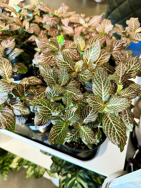 Fittonia