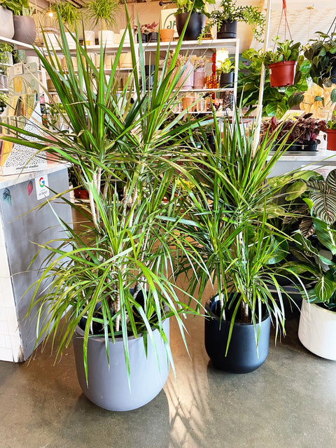 Dracaena Marginata Cane