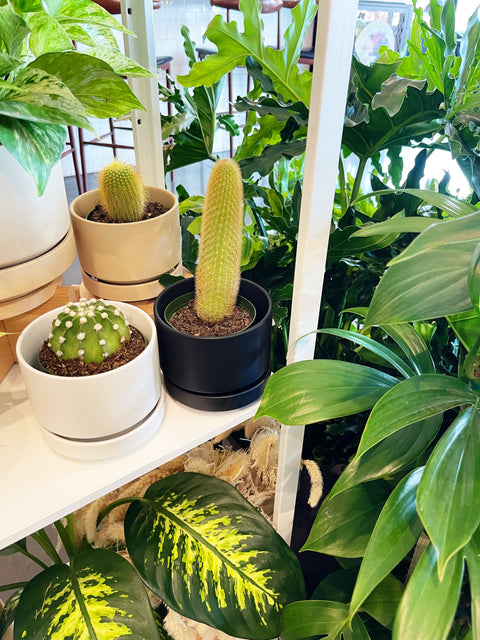 Assorted Cactus