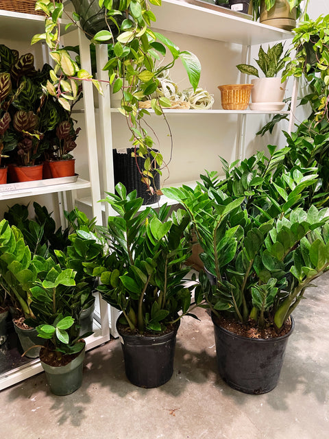 ZZ Plant