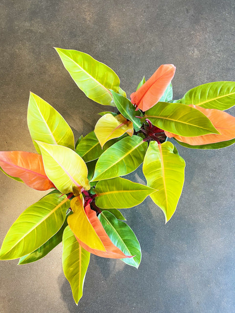 Philodendron Prince of Orange