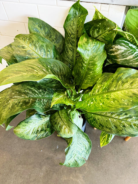 Dieffenbachia Memoria Cursii "Tiki"