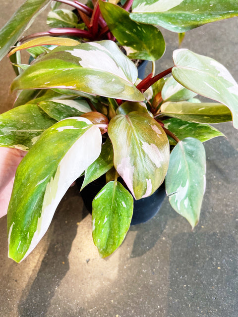 Philodendron Pink Princess