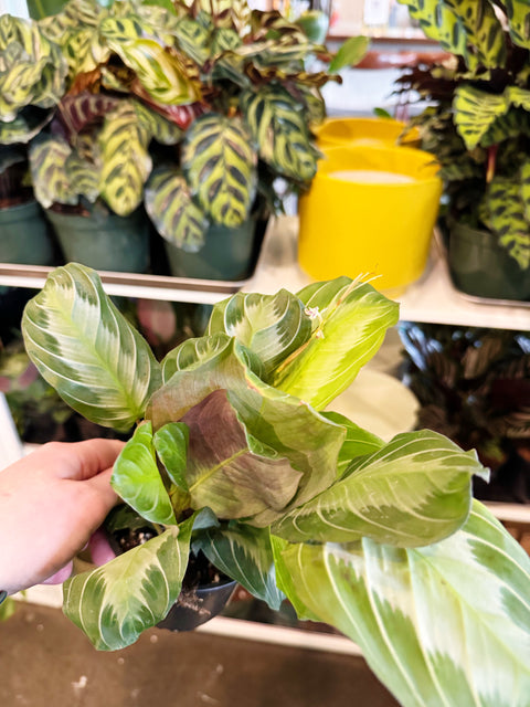 Maranta Silver Band