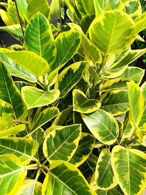 Ficus Altissima