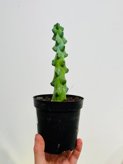 Cereus "Boobie" Cactus
