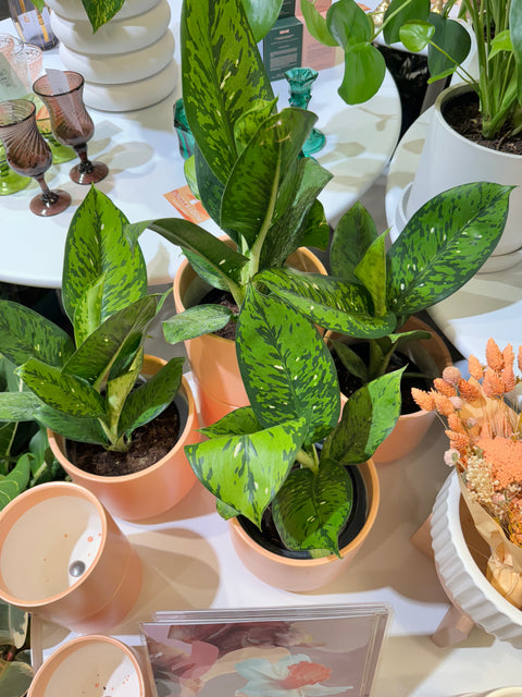 Dieffenbachia Panther