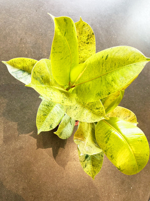 Ficus Elastica Shivereana Moonshine