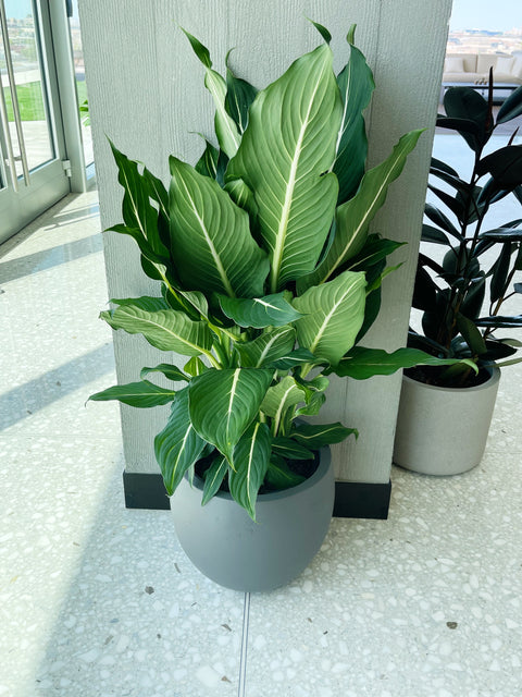 Dieffenbachia Sterling