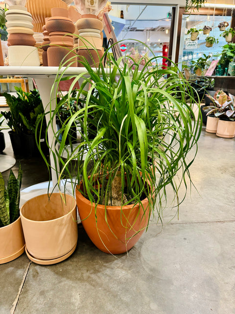 Ponytail Palm