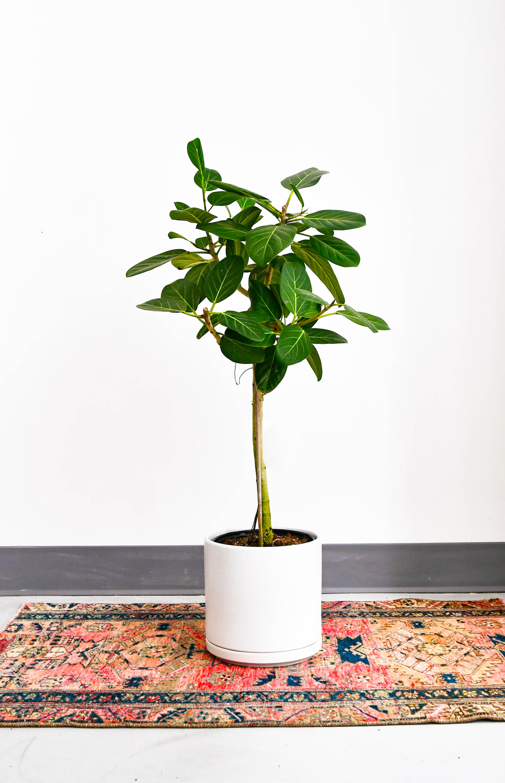ficus audrey outdoor care Ficus Audrey – Jungle & Loom