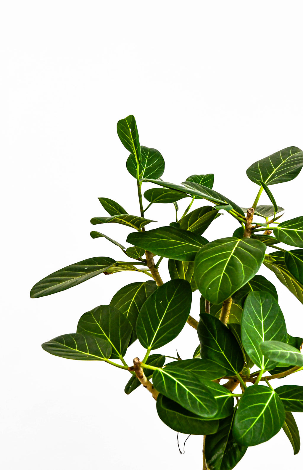 ficus audrey montreal Ficus Audrey – Jungle & Loom