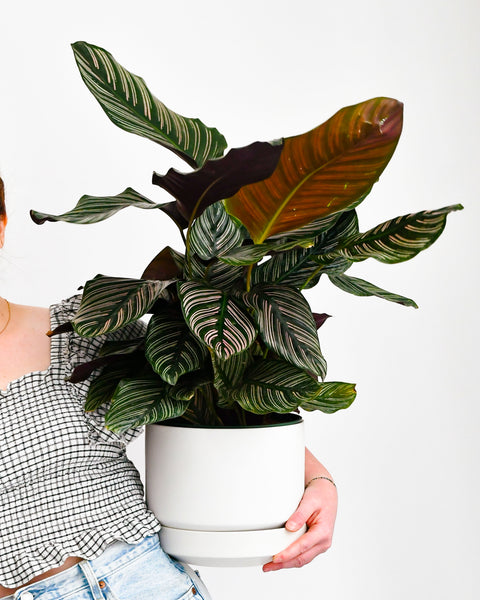 Calathea Ornata