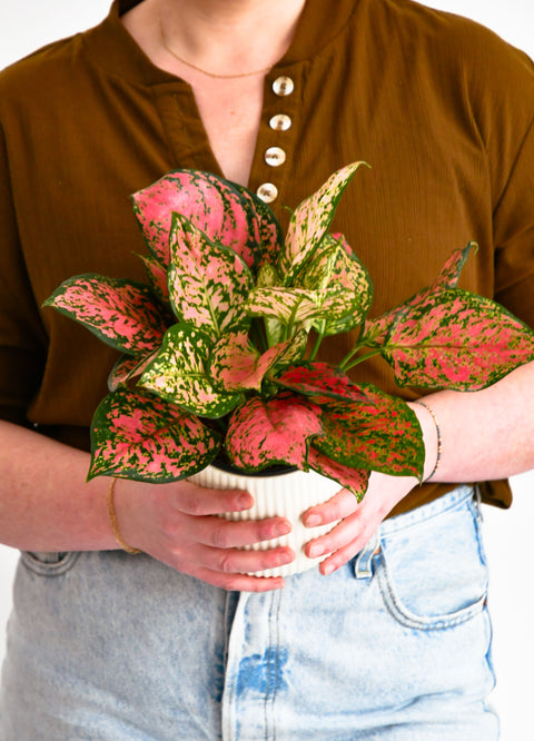 Aglaonema Red Valentine
