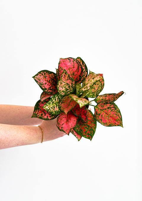 Aglaonema Red Valentine