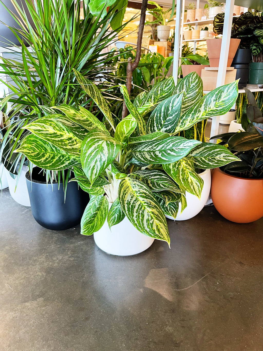 aglaonema mondo Aglaonema Golden Madonna – Jungle & Loom