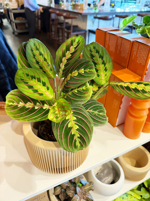 Maranta Red