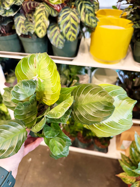 Maranta Silver Band