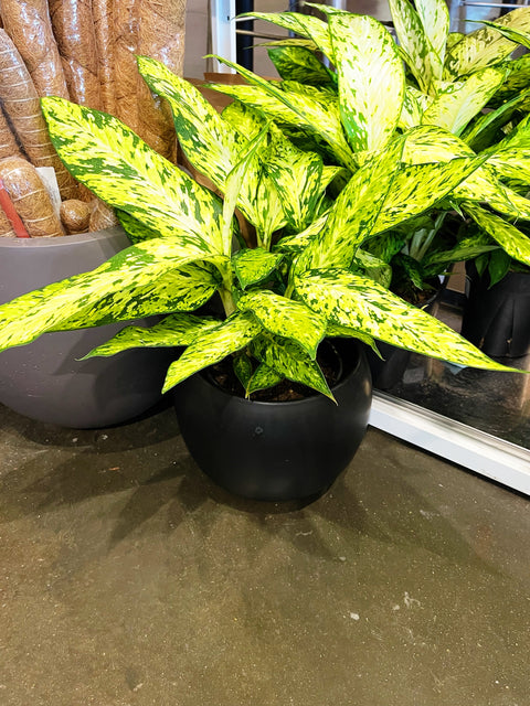 Dieffenbachia Starbright