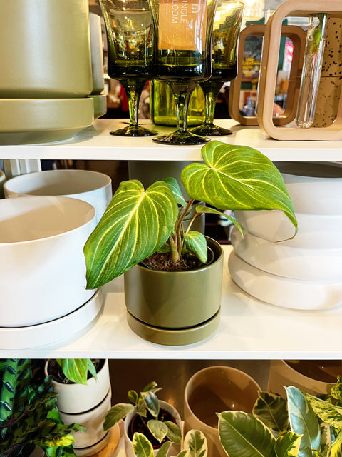 Philodendron Gloriosum