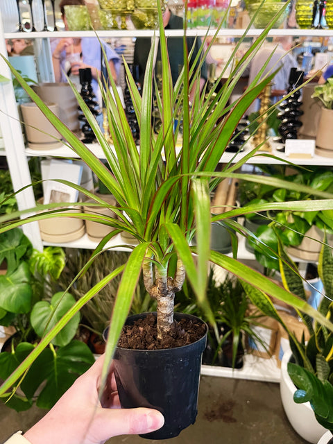 Dracaena Marginata Cane