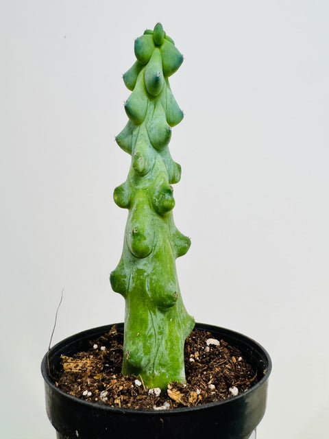 Cereus "Boobie" Cactus