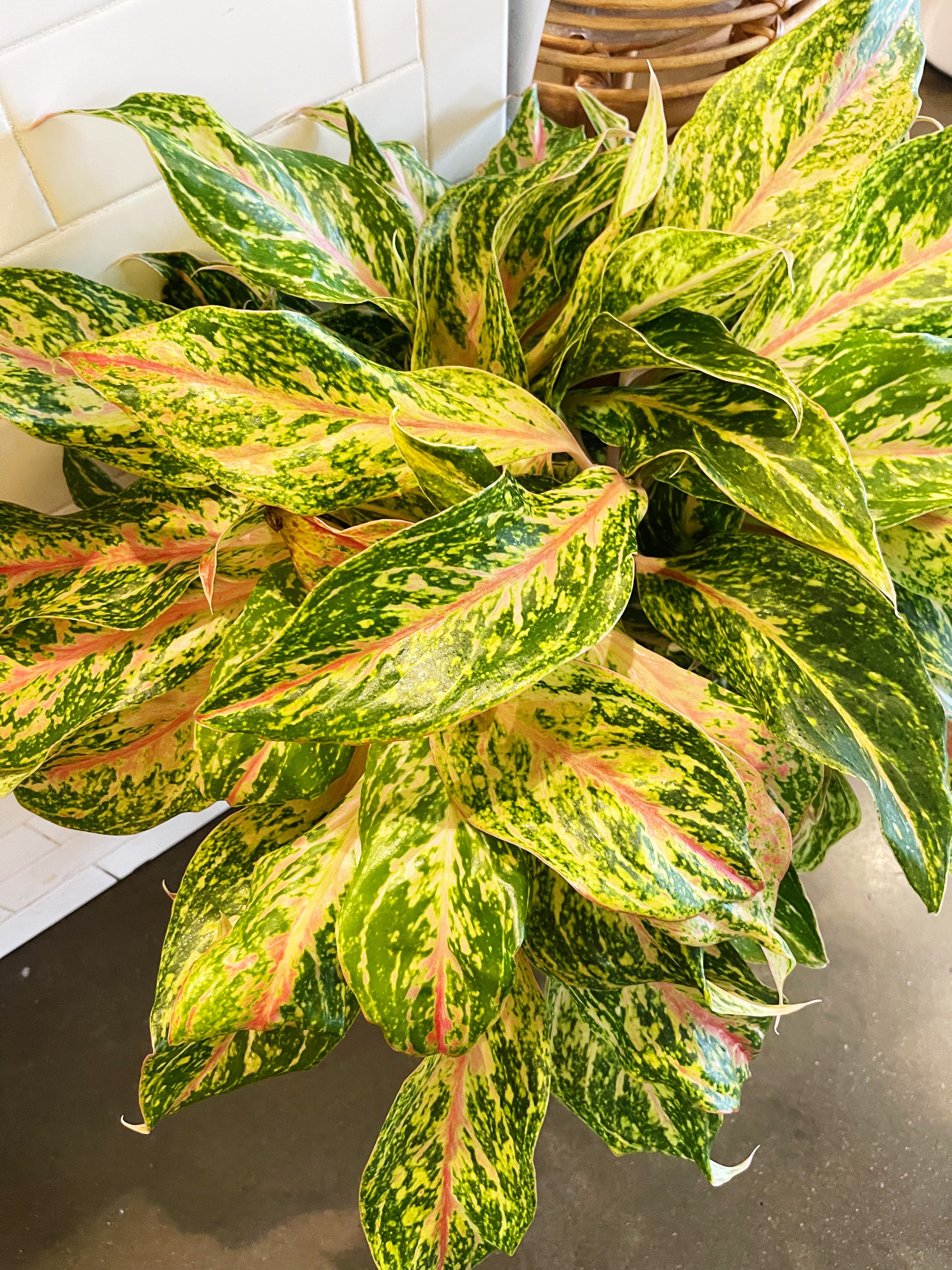 Aglaonema Sparkling Sarah