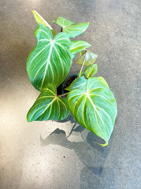 Philodendron Gloriosum