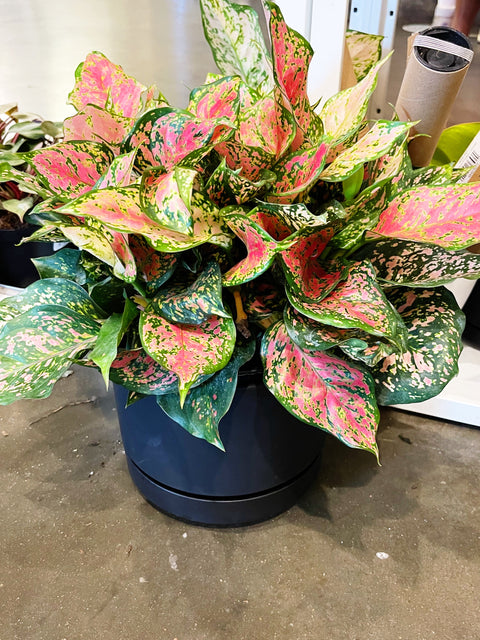 Aglaonema Red Valentine