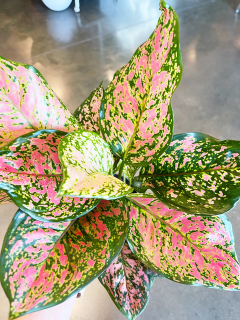 Aglaonema Red Valentine
