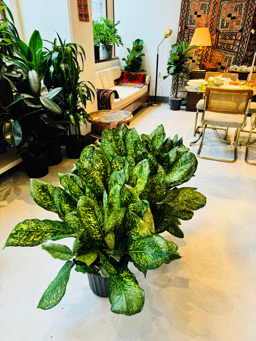 aglaonema green varieties Aglaonema Lumina – Jungle & Loom