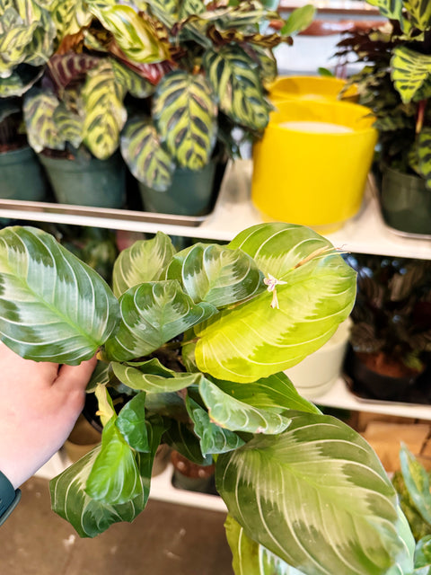 Maranta Silver Band