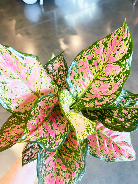 Aglaonema Red Valentine