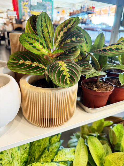 Maranta Red