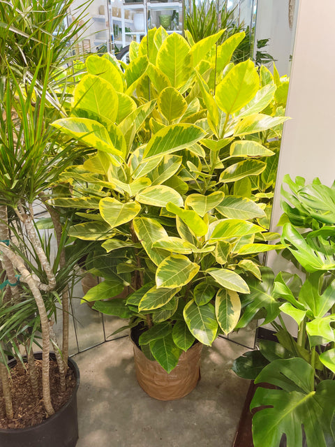 Ficus Altissima
