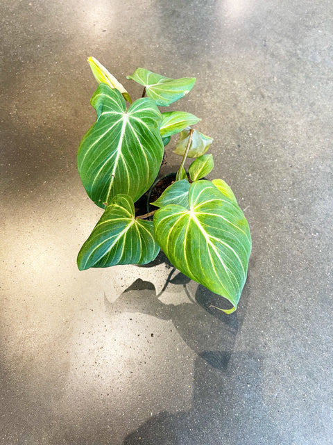 Philodendron Gloriosum