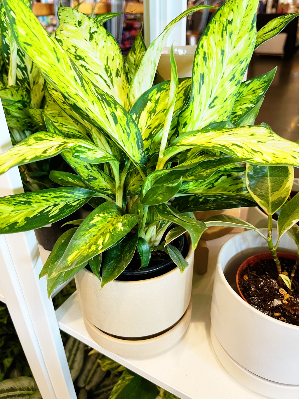 dieffenbachia bright star Dieffenbachia Starbright