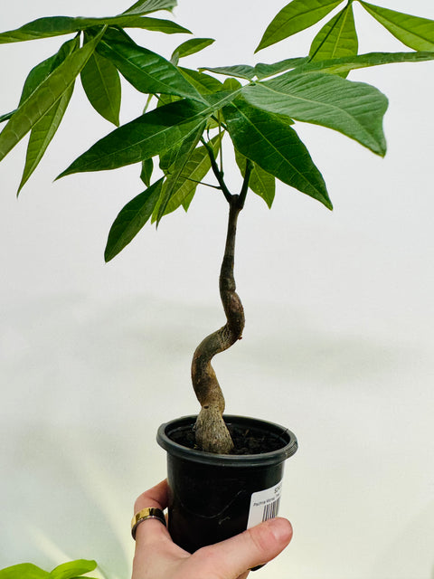 Pachira Money Tree
