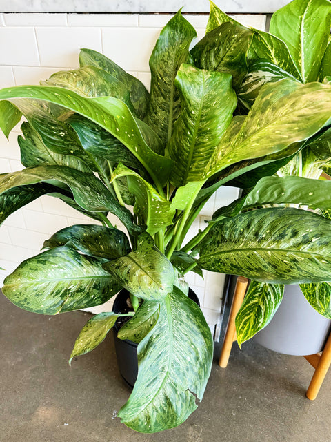 Dieffenbachia Memoria Cursii "Tiki"