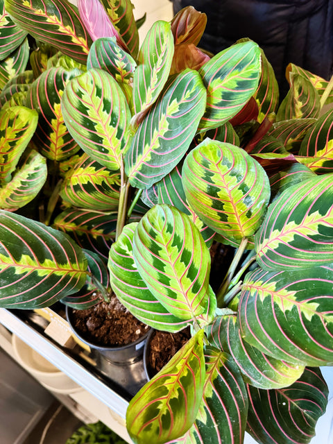 Maranta Red